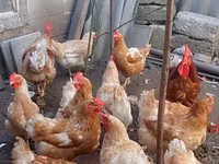 Chickens — photo 6