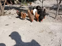 Chickens — Foto 7