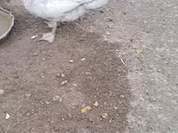 Ducks — Foto 1