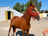 Бие, Karabakh horse — 3-сурет