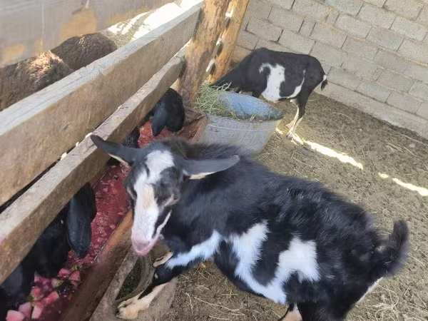 Keçi, Alpine goat