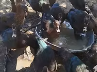 Ducks — फ़ोटो 4