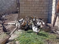 Ducks — الصورة 7
