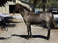 Yegua, Rocky Mountain Horse — foto 2