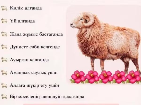 كبش, الأغنام