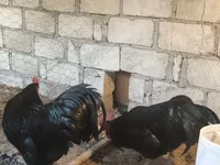 Chickens — Foto 3