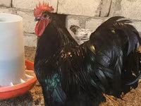 Chickens — Foto 4