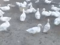 Ducks — الصورة 2