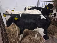 Bull, Russian Black pied cattle — photo 6