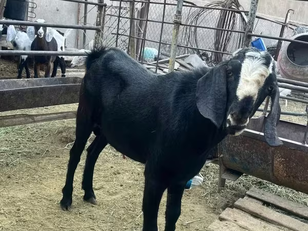 Cabro, Nubian Goat