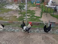 Chickens — photo 1