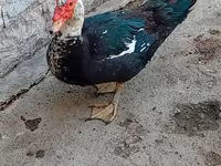 Ducks — foto 3
