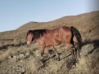 Hengst, Kazakh horse — Foto 5