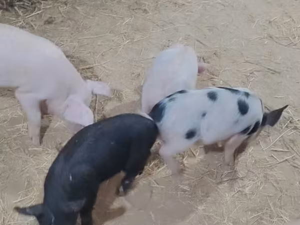 Schweine (Partie, Geschlecht nicht angegeben), Schweine