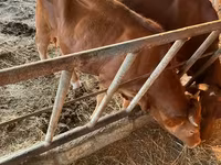 بقرة, Simmental cattle — الصورة 5