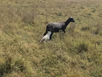 Schaf, Romanov sheep — Foto 1