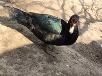 Ducks — الصورة 1