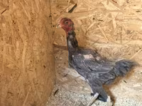Chickens — Foto 5
