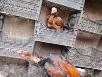 Chickens — Foto 2