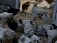 Chickens — Foto 1
