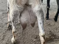 Cabra, Nubian Goat — foto 2