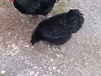Chickens — 3-сурет