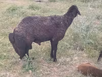 كبش, Karakul sheep — الصورة 3