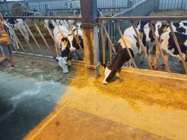 Yaroslavl cattle