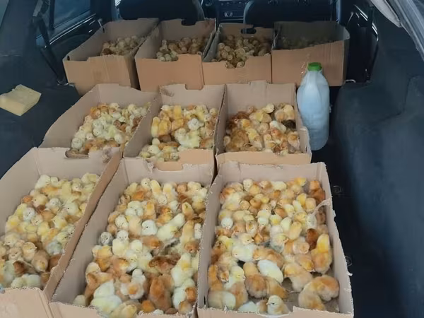 Chickens