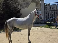 Caballo, Karabakh horse — foto 3