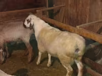 公羊, Sheep — 照片 5