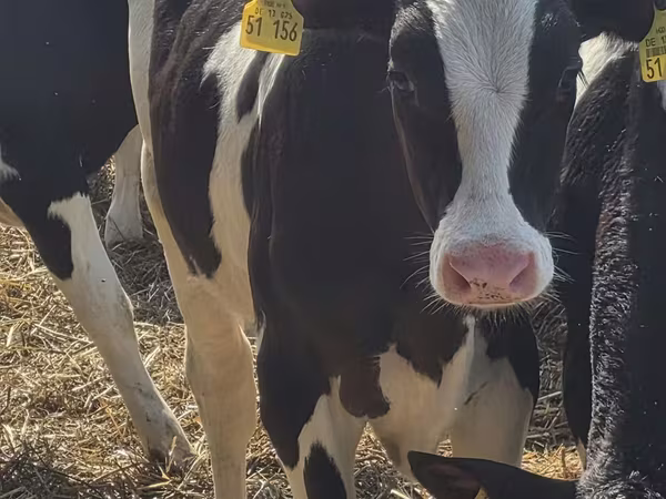 Toro, Russian Black pied cattle