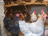 Chickens — Foto 1