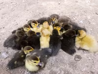 Ducks — फ़ोटो 2