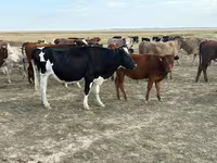 Kuh, Simmental cattle — Foto 4