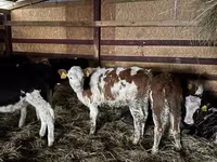 Vaca, Simmental cattle — foto 1