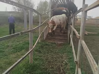 母牛, Cattle — 照片 2