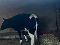 गाय, Russian Black pied cattle — फ़ोटो 4