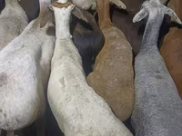 公羊, Sheep — 照片 2
