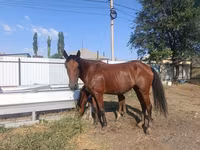 घोड़ी, Thoroughbred horse — फ़ोटो 5