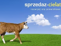 Бик, Велика рогата худоба — фото 2
