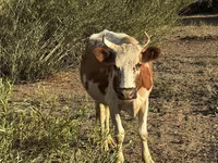 Корова, Latvian Blue cattle — фото 2
