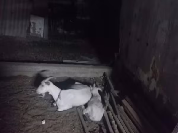 Ешкі, Ешкілер