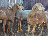 كبش, Hissar sheep — الصورة 6