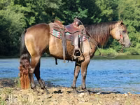 Caballo, Quarter Horse — foto 5