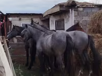 At, Horse breed — foto 1