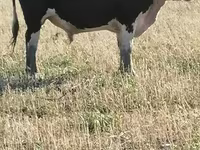 Bull, Simmental cattle — photo 1