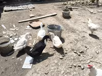 Ducks — Foto 4
