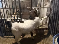 Keçi, Kamori goats — foto 4