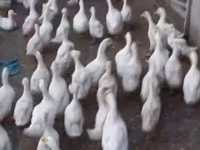 Ducks — Foto 3